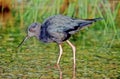 Black stilt